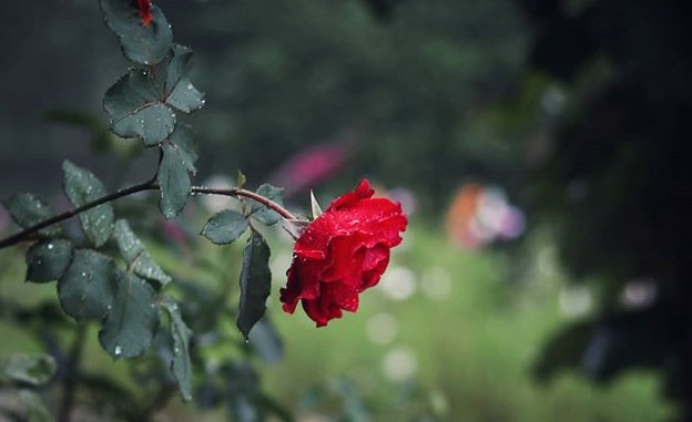 cvet ruže - molitva za ljubav